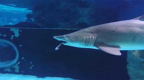 Its Shark Eat Shark In South Korean Aquarium