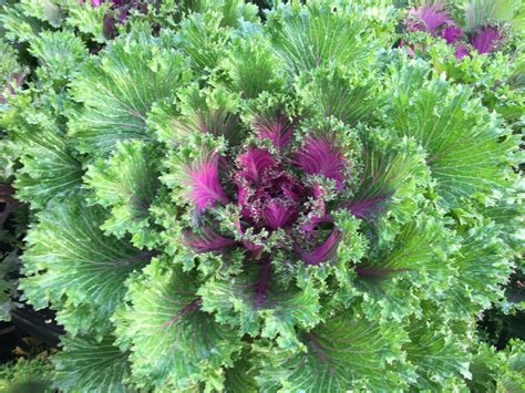 Glamour Red Flowering Kale Pahls Market Apple Valley Mn