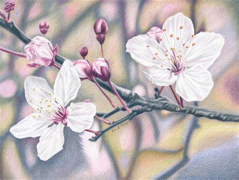 Oil Diffuser Pencil Cherry Blossoms Tree Drawing How To Draw A