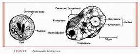 Entamoeba Histolytica - Parasitology