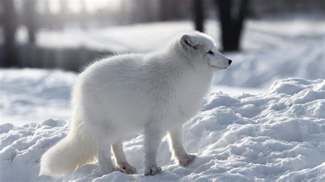 A White Fox Is Standing On White Snow Hd Animals Wallpapers Hd