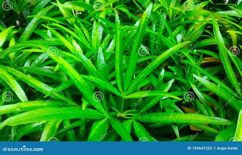 Green Leaves Of Plants Garden Plants Pointed Leaves Stock Photo
