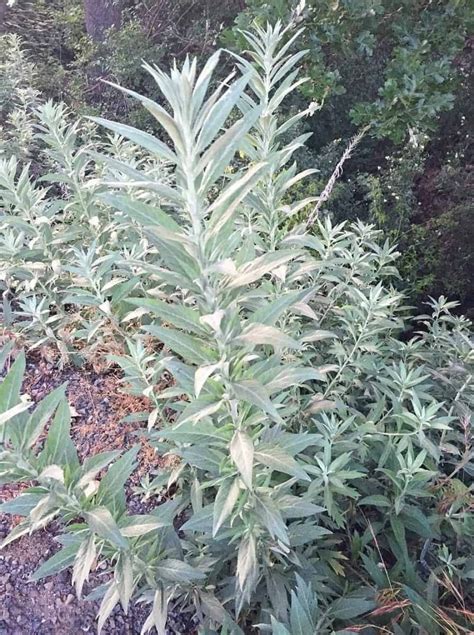 Foraging For Mugwort Edible Wild Plants Medicinal Herbs Garden Mugwort
