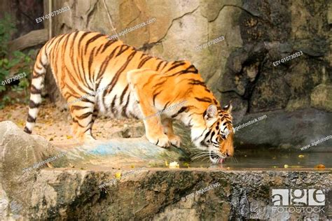 Tiger Drinking Water Stock Photo Picture And Low Budget Royalty Free