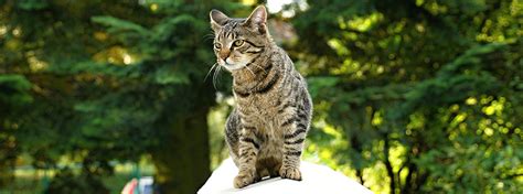 Things that make you go aww! Different cat breeds