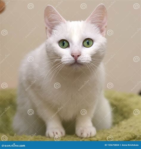 White Cat With Green Eyes Stock Photo Image Of Mammal 155670804