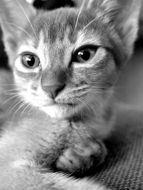 black and white photo of a kitten laying on top of a couch looking at