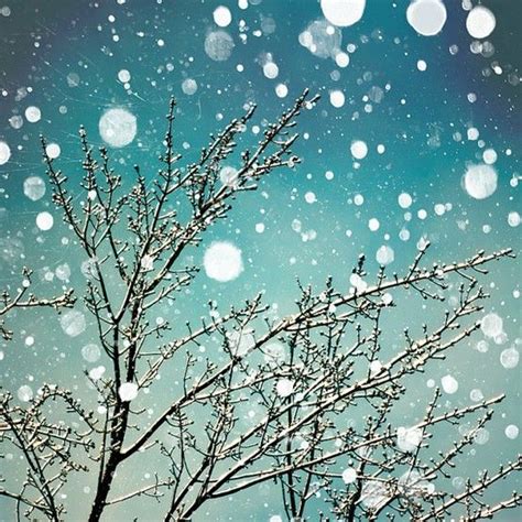 Trees And Snowflakes Winter Snow Photography Snow Photography Tree