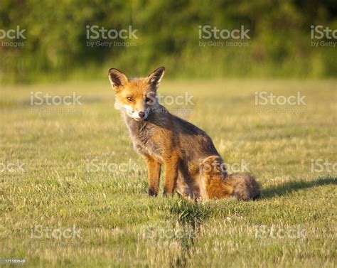 Red Fox Stock Photo Download Image Now Fox Alertness Animal Istock