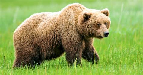 Over 7000 Apply For Wyoming Grizzly Bear Hunt Gohunt