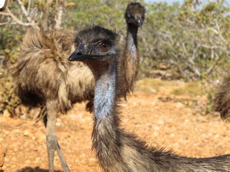 Emus Australia Stock Photo Image Of Outback Animal 65770628