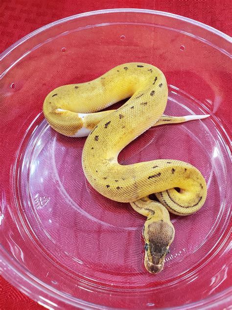 Pastel Pinstripe Leopard Piebald Ball Python By Reptile Collective