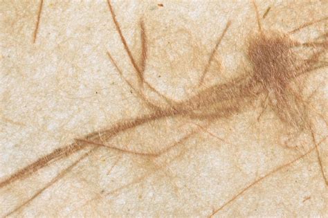 Fibrous Paper Free Photo Download Freeimages