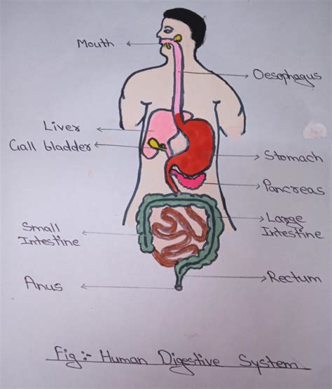 Human Digestive System Class 7 Science Lesson Nutrition In Animals