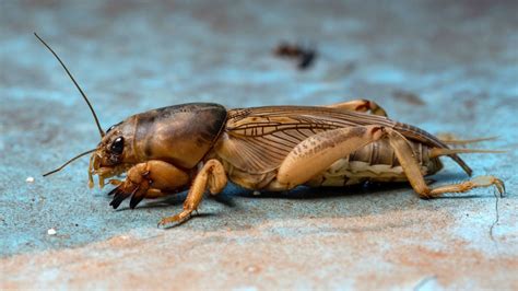 17 different types of crickets w pictures