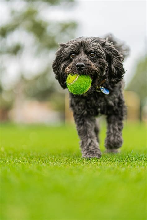 Why Do Dogs Love Tennis Balls Tennis Balls And Tail Wags