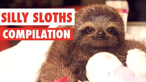 Silly Sloths Video Compilation 2017 - YouTube