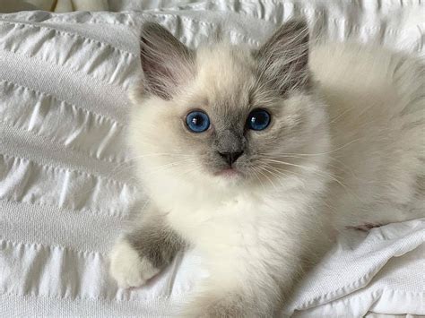 Are There White Ragdoll Cats Rankiing Wiki Facts Films Séries