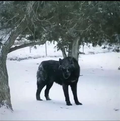 A Black Wolf 🐺 Video Wolf Spirit Animal Pet Wolf Wolf Hybrid