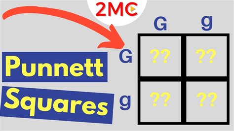 In its simplest form, the punnett square consists of a square divided into four quadrants. Punnett Square Basics | Mendelian Genetic Crosses - YouTube