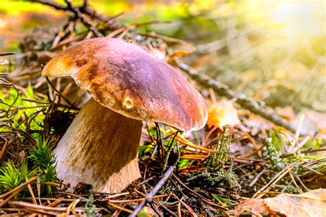 5 Fun Fungi Facts Nutracheck