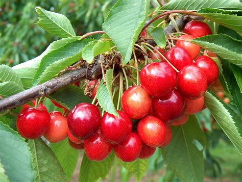 Cherry Stella For Sale Buy Organic Stella Cherry Trees