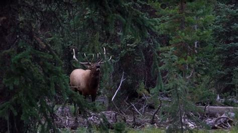 elk hunting kill shot compilation 27 epic elk hunting kill shots from youtube