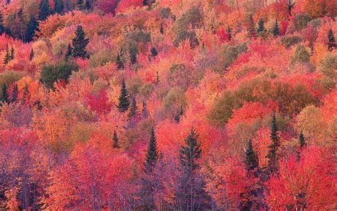 Hd Wallpaper Nature Fall Forest Red Leaves Trees Autumn Beauty