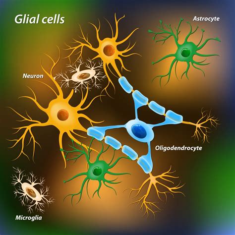 Celulas Da Glia Histologia