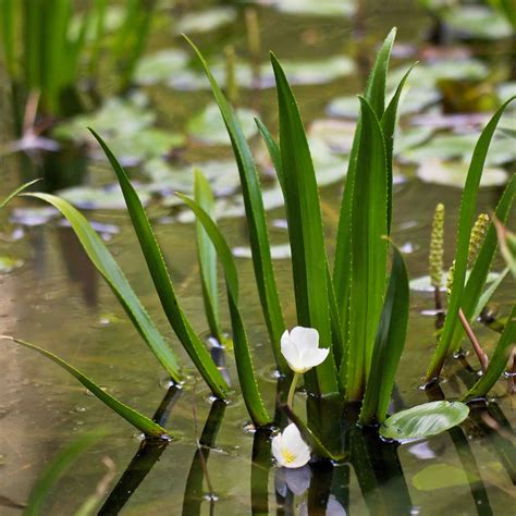 Water Soldier Profile And Resources Invasive Species Centre