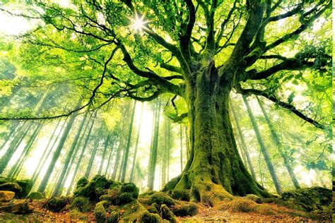 Ancient Forest Wallpapers Top Free Ancient Forest Backgrounds