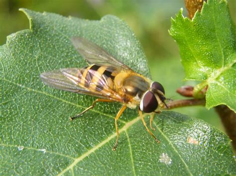 By Jackie Carroll Hover Flies Are True Flies But They