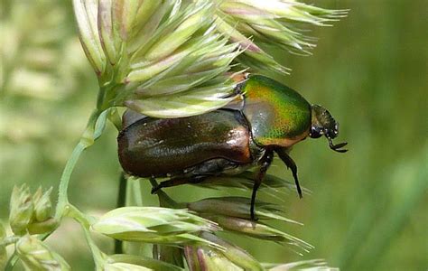 Emerald Euphoria Beetle Project Noah