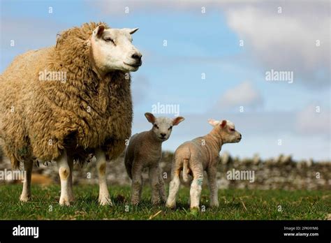Domestic Sheep Beltex X Texel Ewe With Beltex Sired Lambs Lamb With