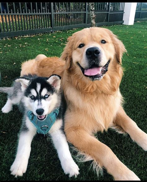 Cute Puppy And Dog Pictures Two Best Friends Without A Care In The World