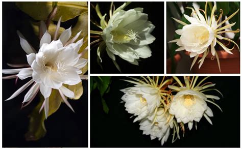 Queen Of The Night Cactus Flower Essence Best Flower Site