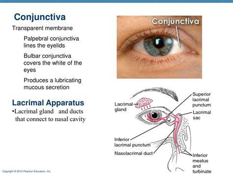 Conjunctiva External Eye Anatomy