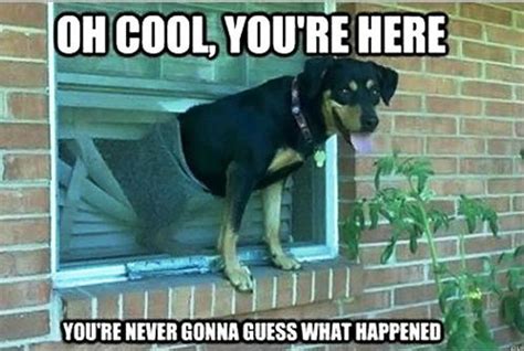 100 Funniest Dog Memes