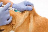 Les vaccins chez le chien | La santé du chien | Chiens | Guide | Omlet ...