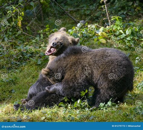Two Brown Bear Cubs Play Fighting Stock Image Image Of Finnish