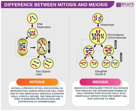 Difference Between Mitosis And Meiosis