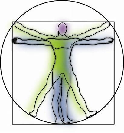 Vitruvian Pixabay Anatomy Science Vector Graphic