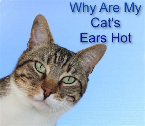My Cats Ears Are Hot To The Touch Cat Meme Stock Pictures And Photos