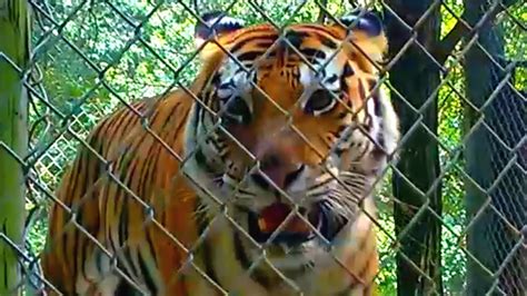 Exotic Feline Rescue Center Big Cat Tour Youtube