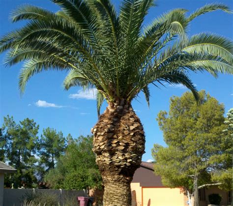 Identification Pineapple Or Date Palm Gardening And Landscaping