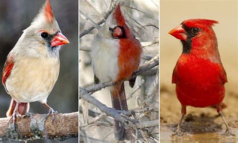 Half Male Half Female Northern Cardinal With Bizarre Split Plumage