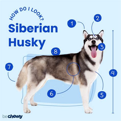 Siberian Husky Breed Characteristics Care And Photos Bechewy