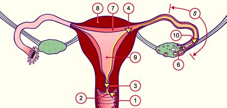 Le spermatozoïde rencontre l'ovule, Temps rencontre spermatozoide ovule