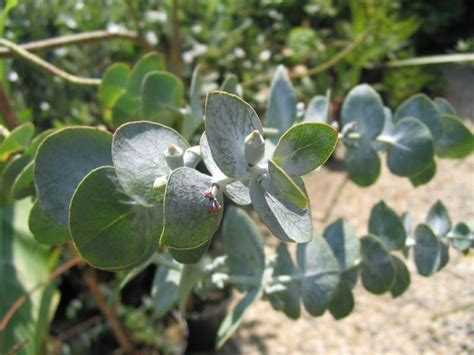 The juvenile foliage is a soft powder blue color. eucalyptus pulverulenta-Spiral Eucalyptus | Cut Flower ...