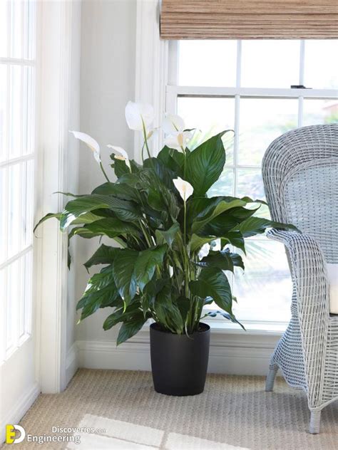 21 Indoor Plants For Low Light Engineering Discoveries